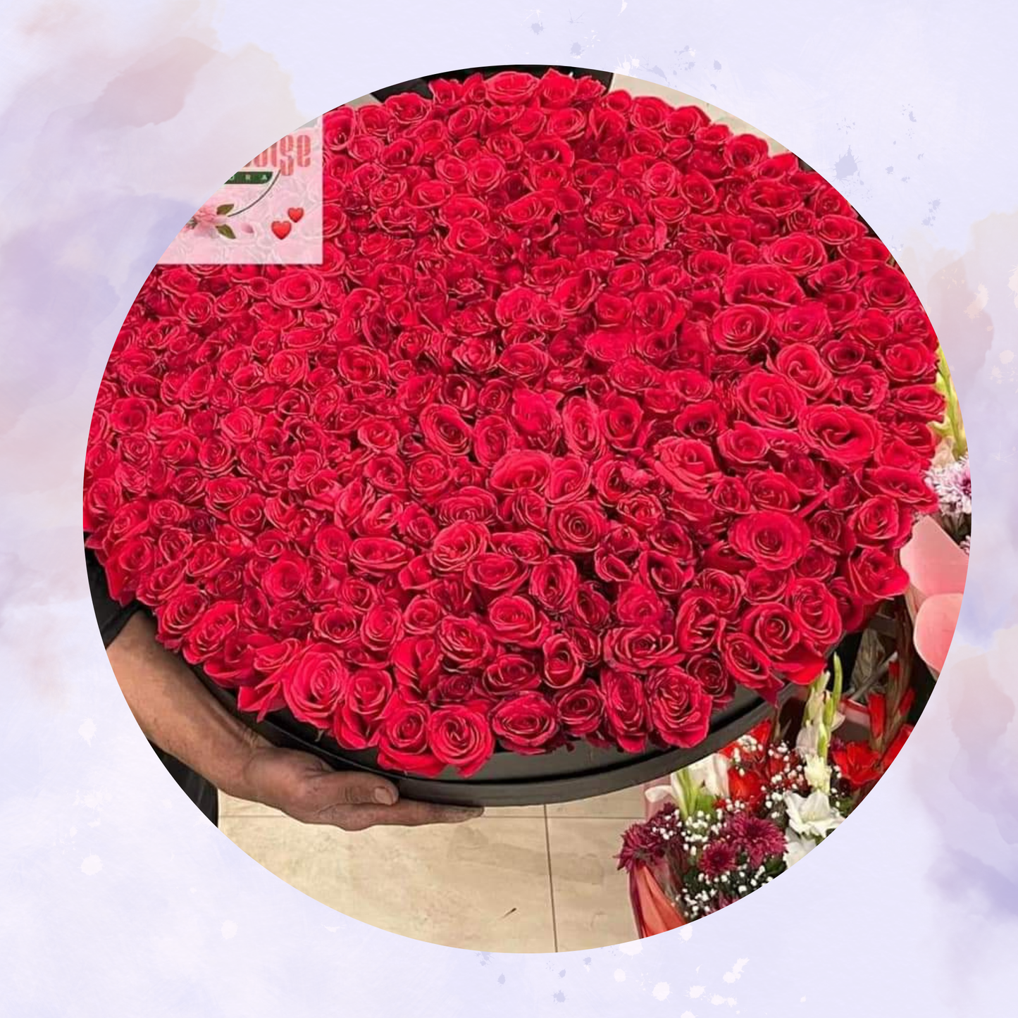 200 Red Rose Love flower